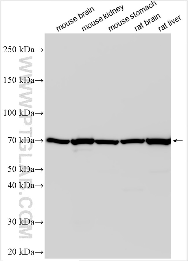 WB analysis using 32384-1-AP