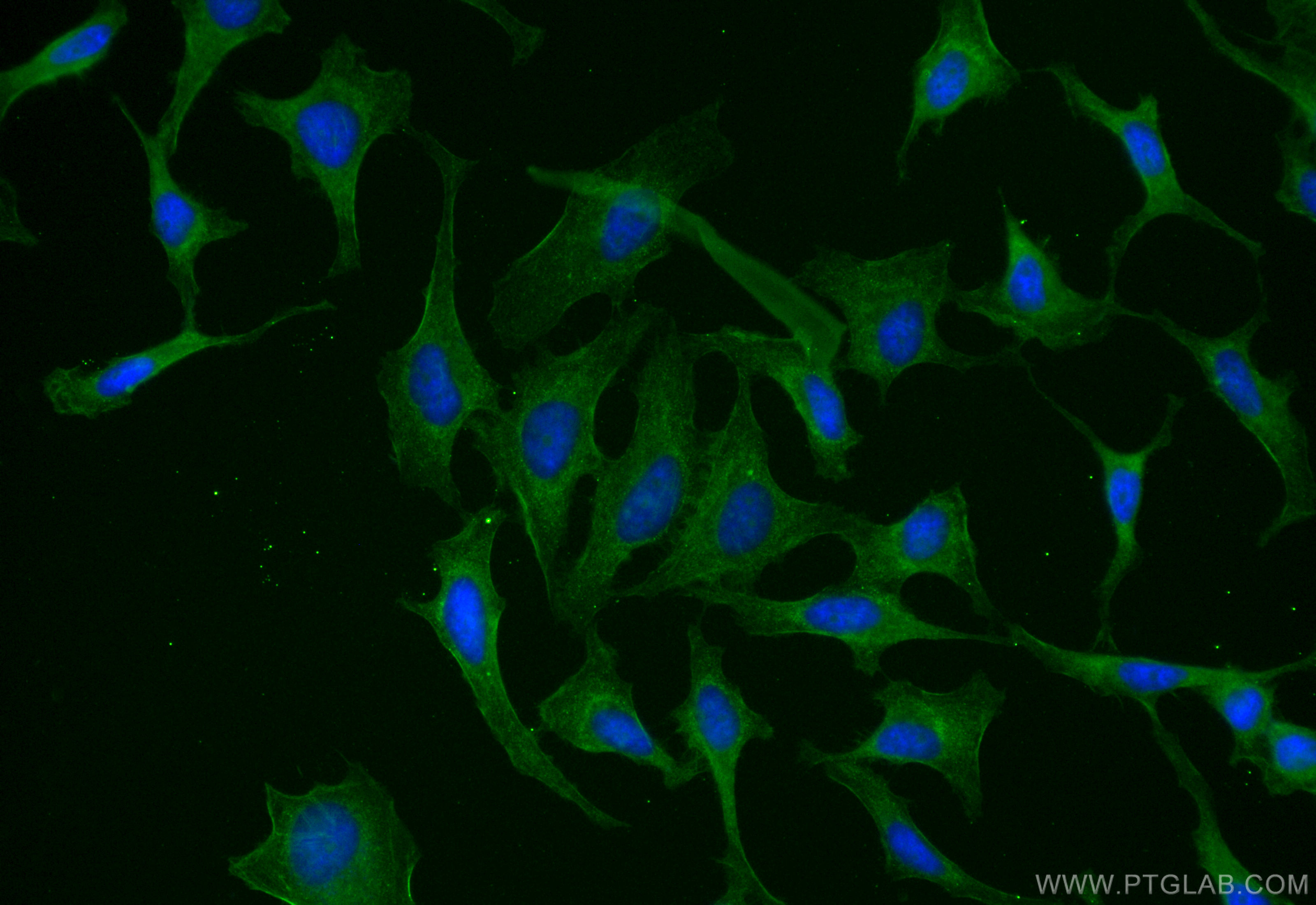 IF Staining of HeLa using CL488-82115-2