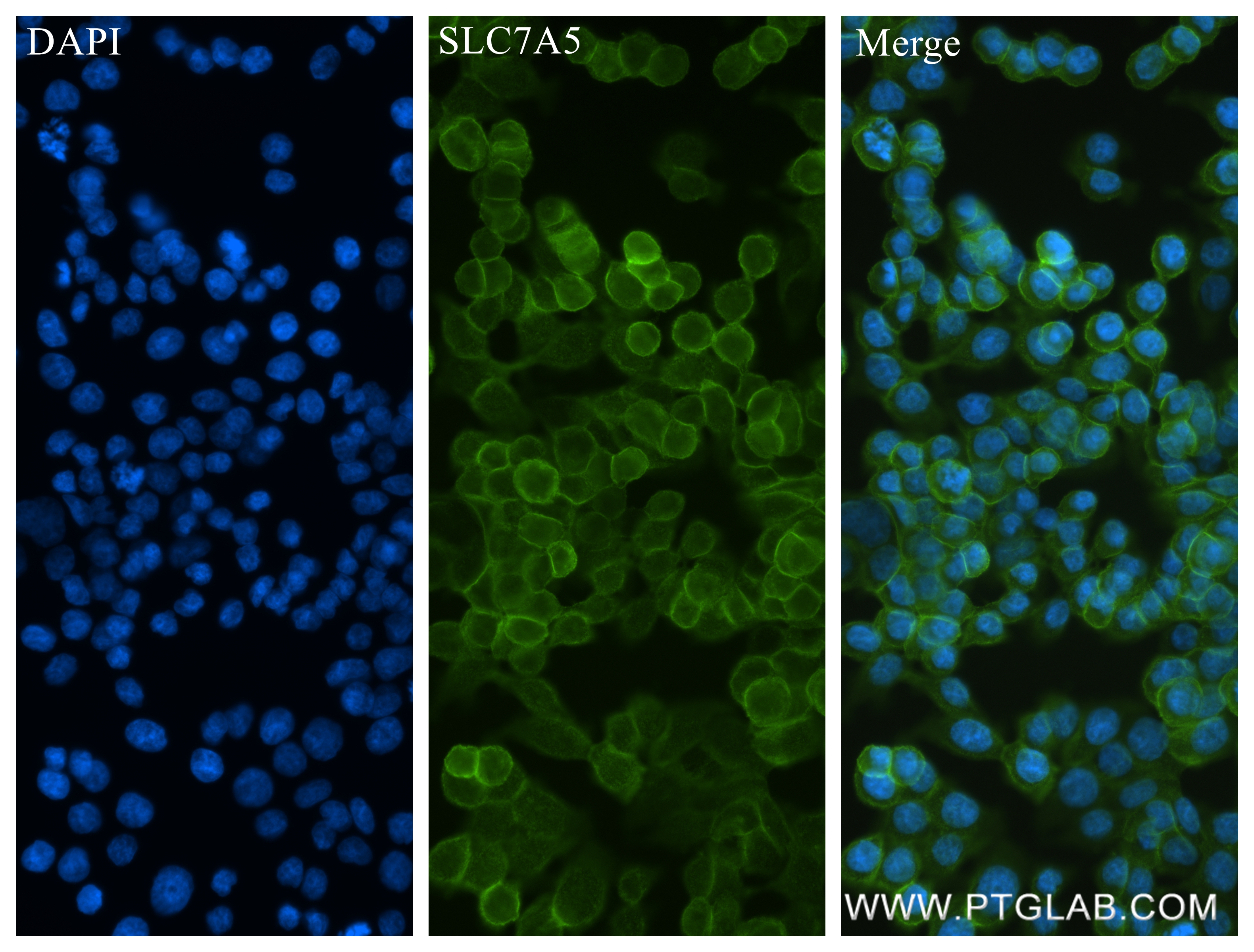 IF Staining of HT-29 using 84178-5-RR