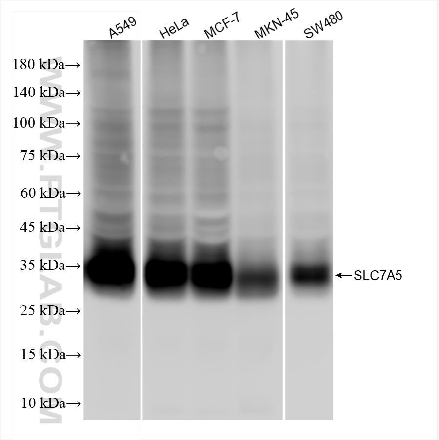 WB analysis of A549 using 84178-5-RR