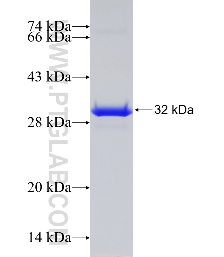 SLC7A7 fusion protein Ag23866 SDS-PAGE