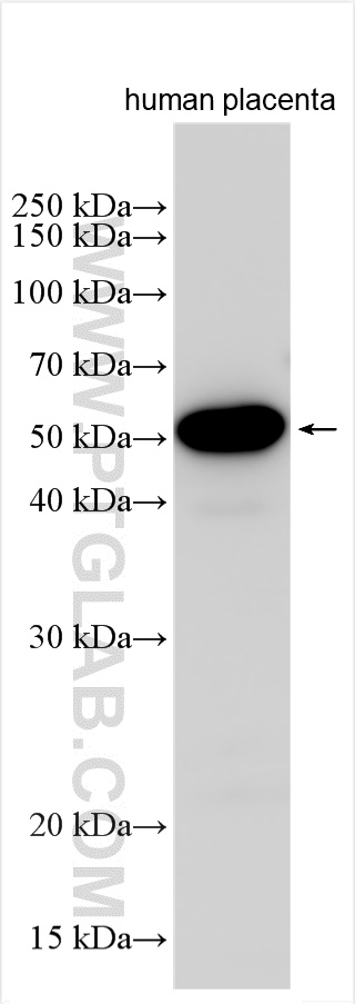 WB analysis using 30211-1-AP