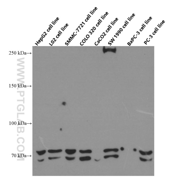 WB analysis of HepG2 using 66381-1-Ig (same clone as 66381-1-PBS)