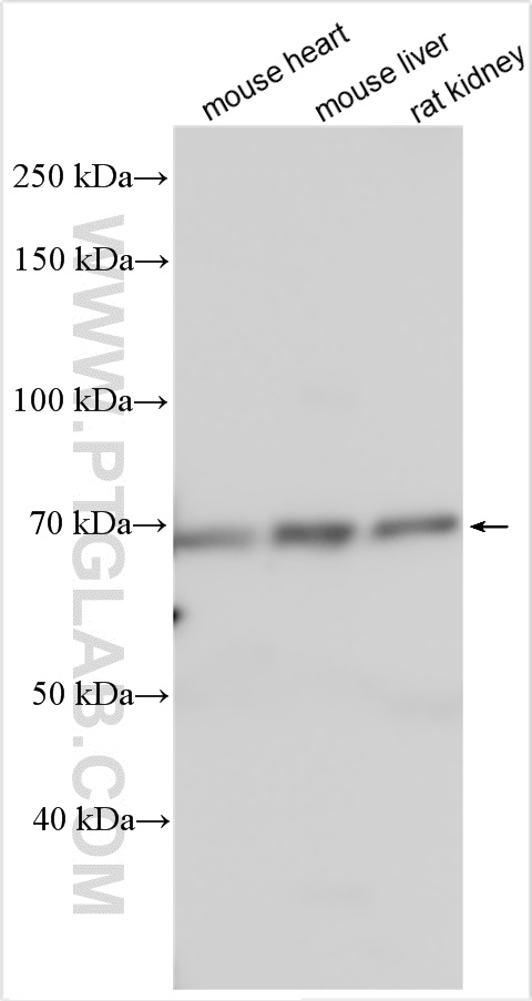 WB analysis using 14327-1-AP