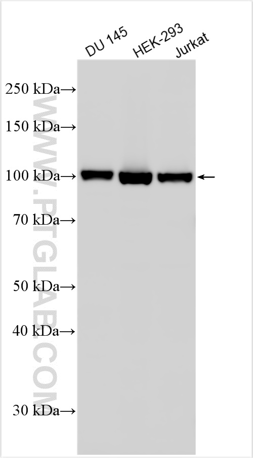 WB analysis using 26060-1-AP