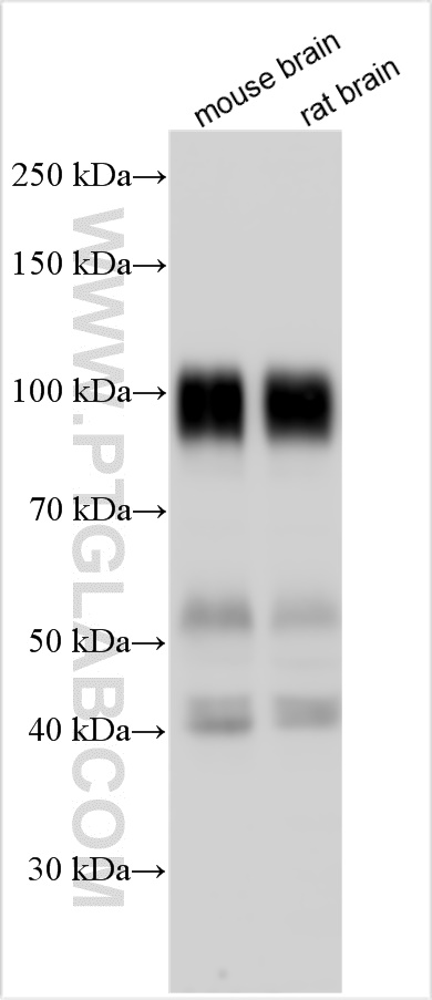 WB analysis using 21119-1-AP