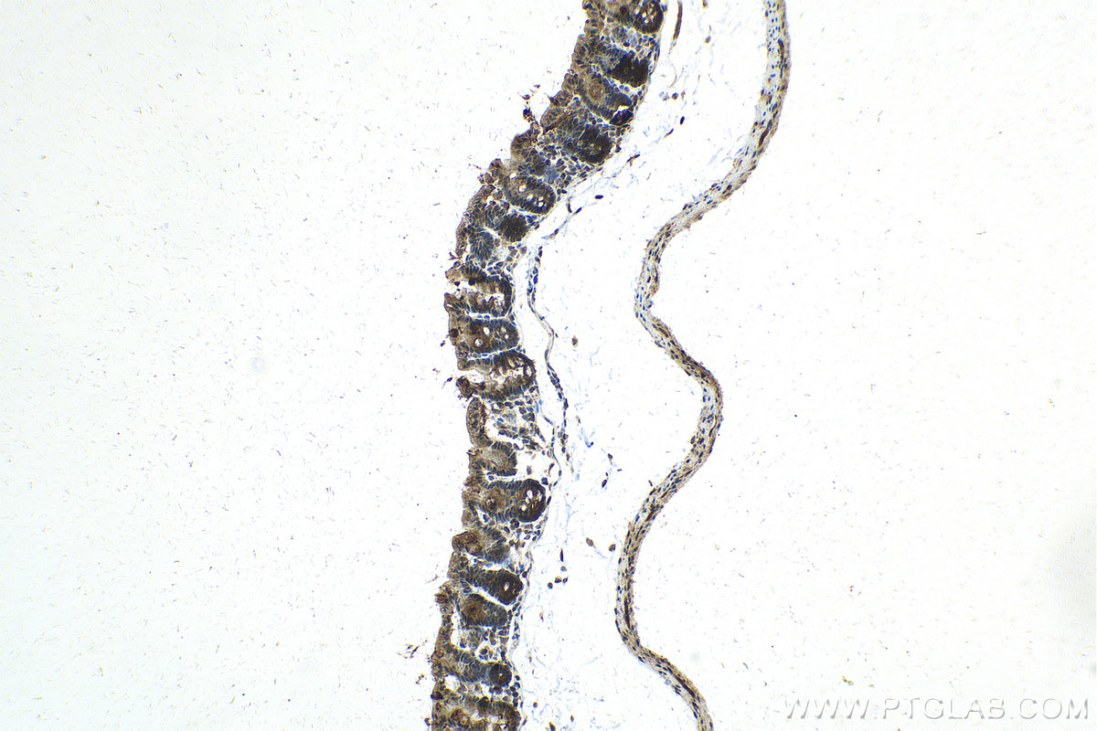 IHC staining of mouse intestine using 21649-1-AP