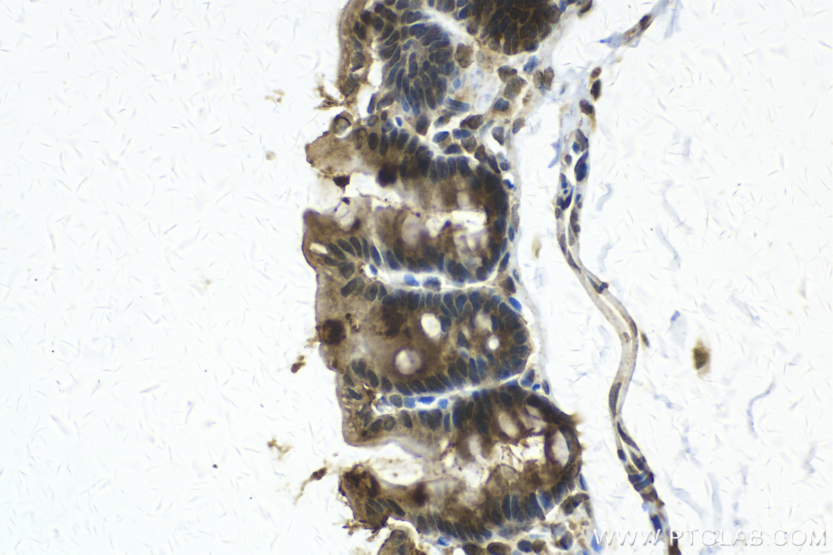 IHC staining of mouse intestine using 21649-1-AP