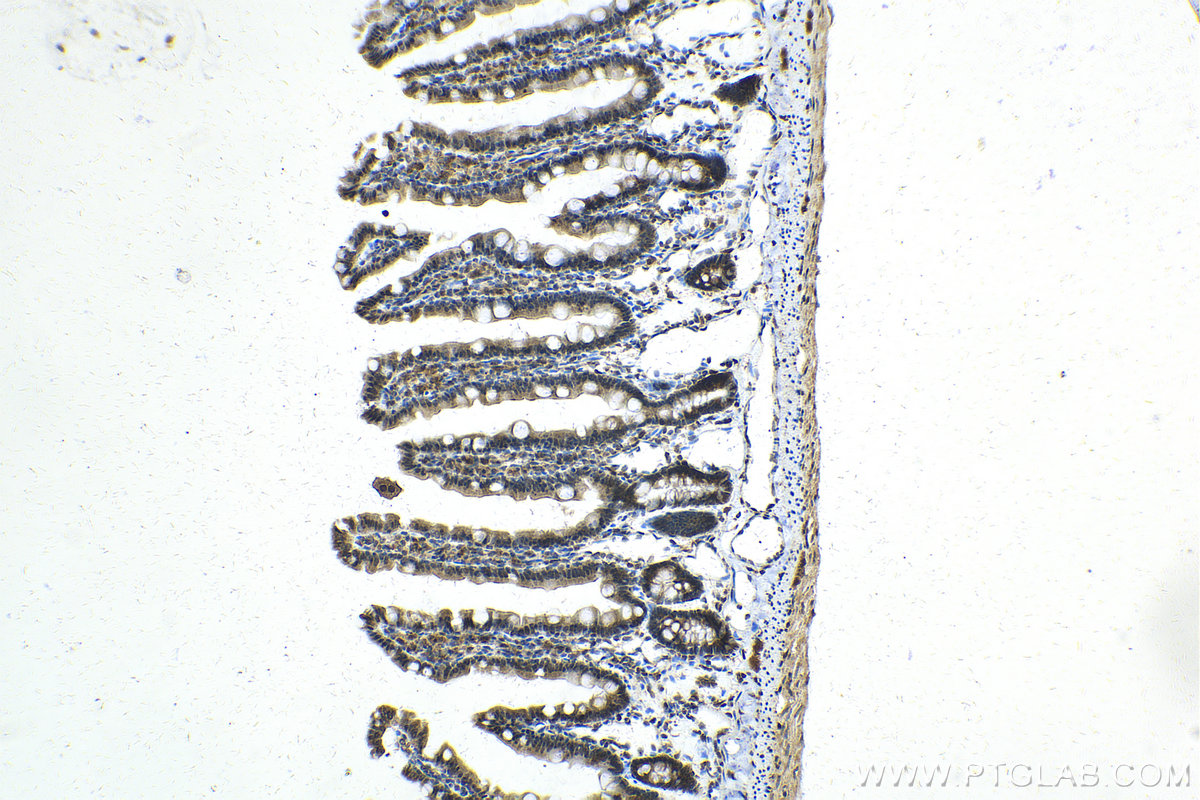 IHC staining of rat small intestine using 21649-1-AP