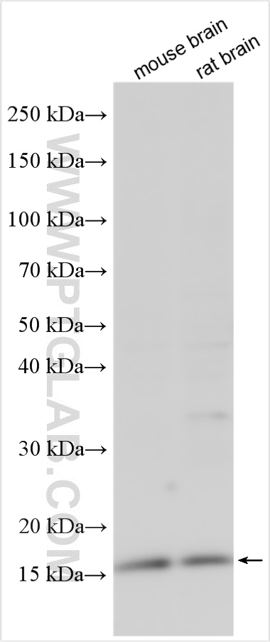 WB analysis using 25065-1-AP