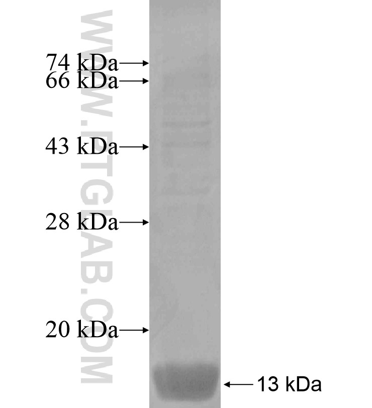 SLMO1 fusion protein Ag16861 SDS-PAGE