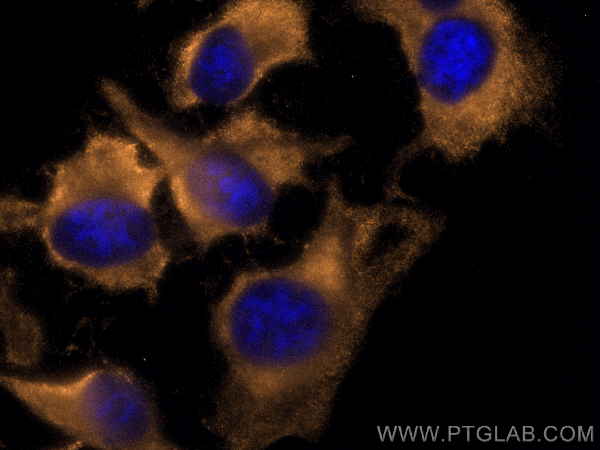 IF Staining of HeLa using CL555-66465