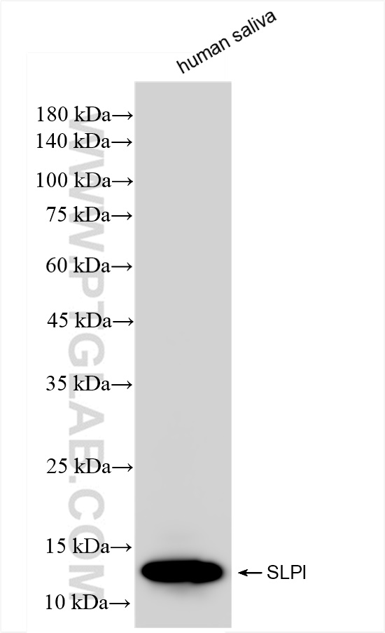 WB analysis of human saliva using 83965-4-RR