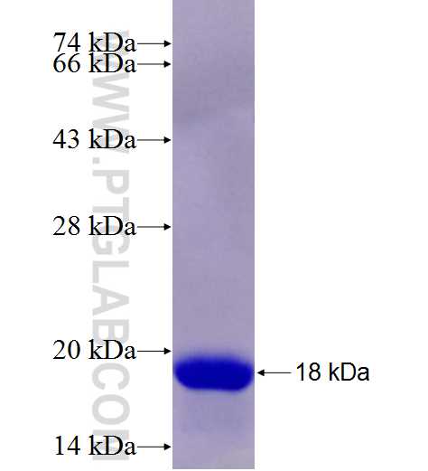 SMA4 fusion protein Ag28426 SDS-PAGE