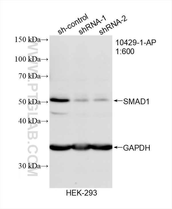 WB analysis of HEK-293 using 10429-1-AP