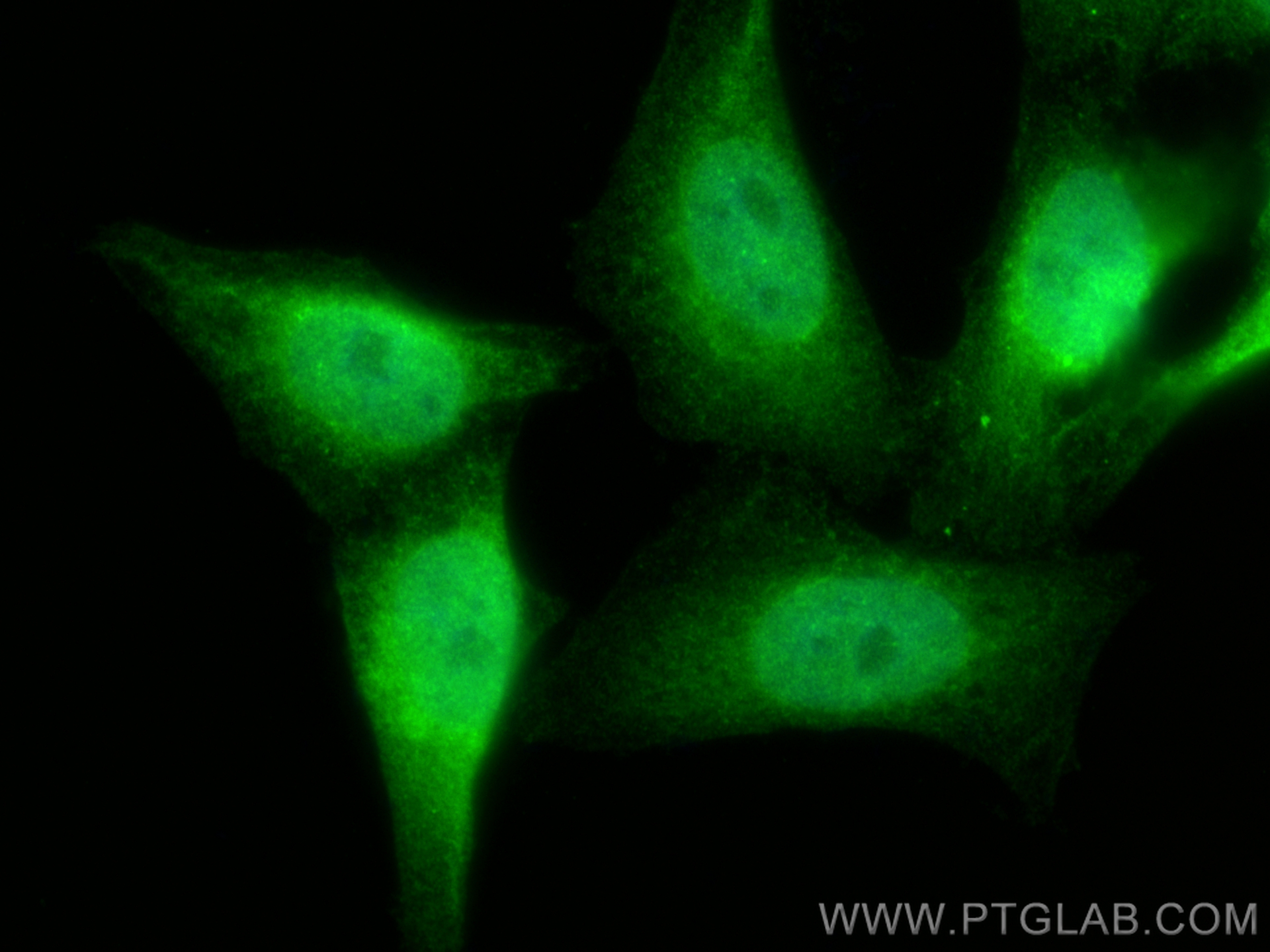 IF Staining of HepG2 using 12570-1-AP