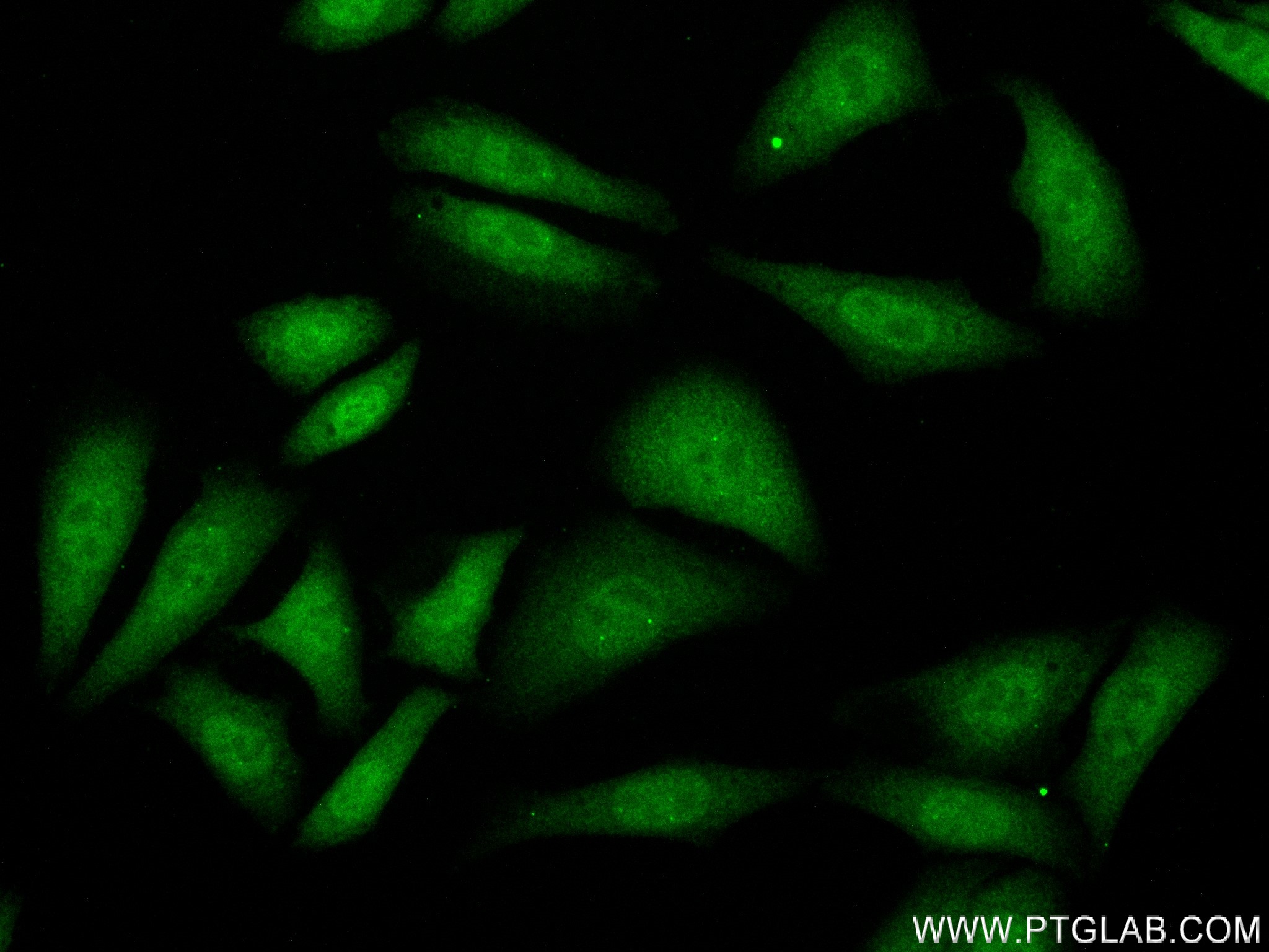 IF Staining of HepG2 using 83841-4-RR