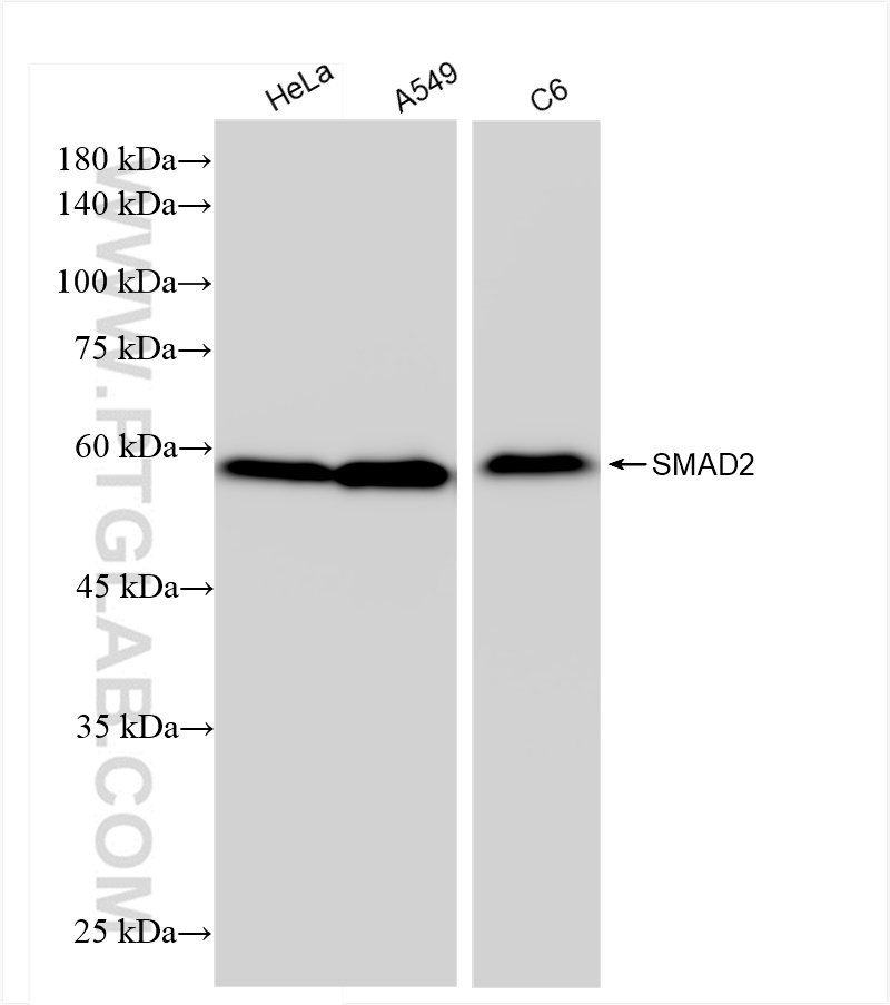 WB analysis using 83841-4-RR (same clone as 83841-4-PBS)