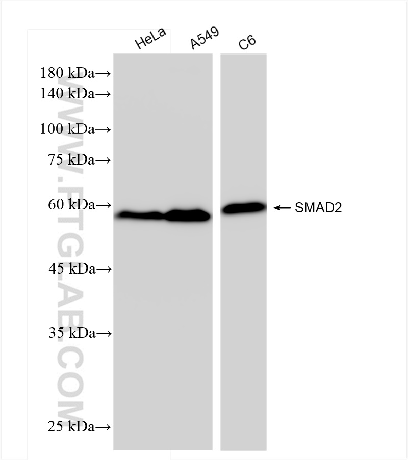 WB analysis using 83841-5-RR (same clone as 83841-5-PBS)