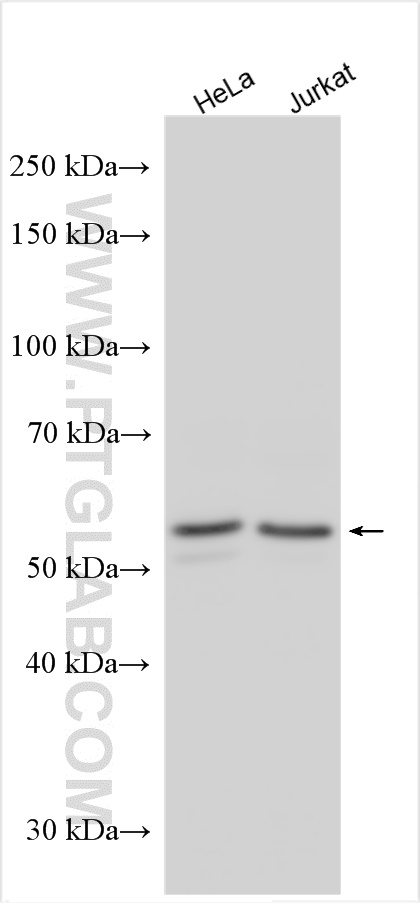 WB analysis using 30130-1-AP