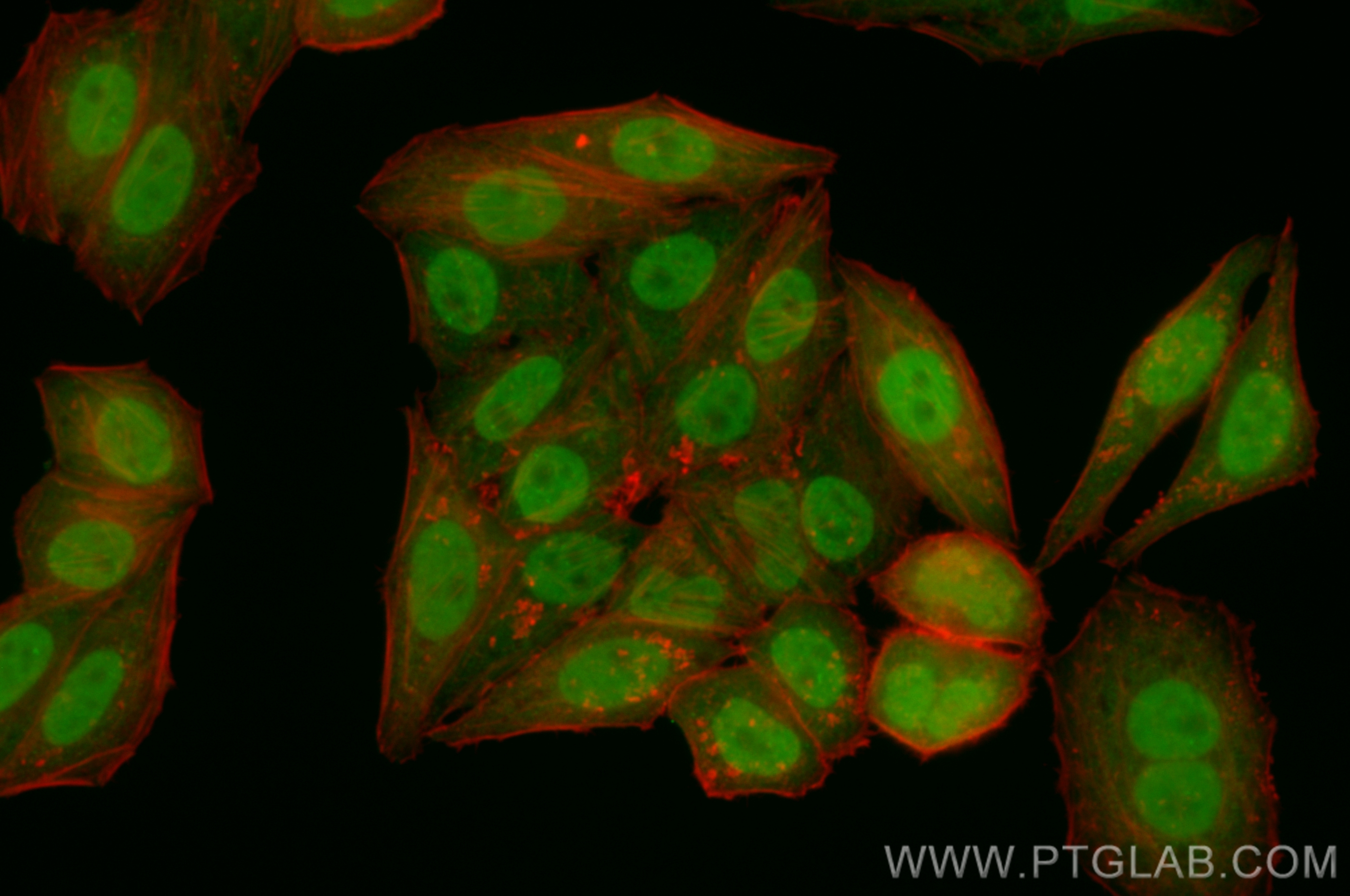 IF Staining of HepG2 using CL488-83169-5