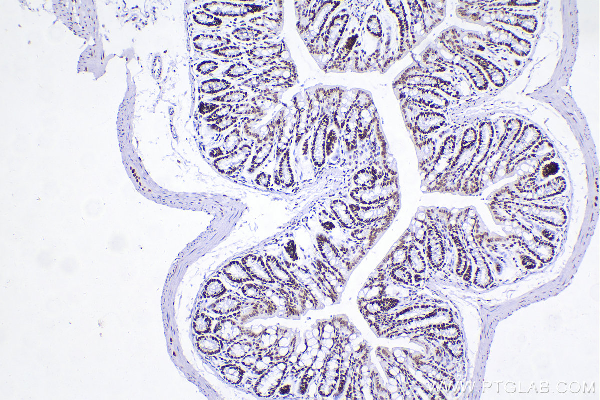 IHC staining of mouse colon using 83310-2-RR