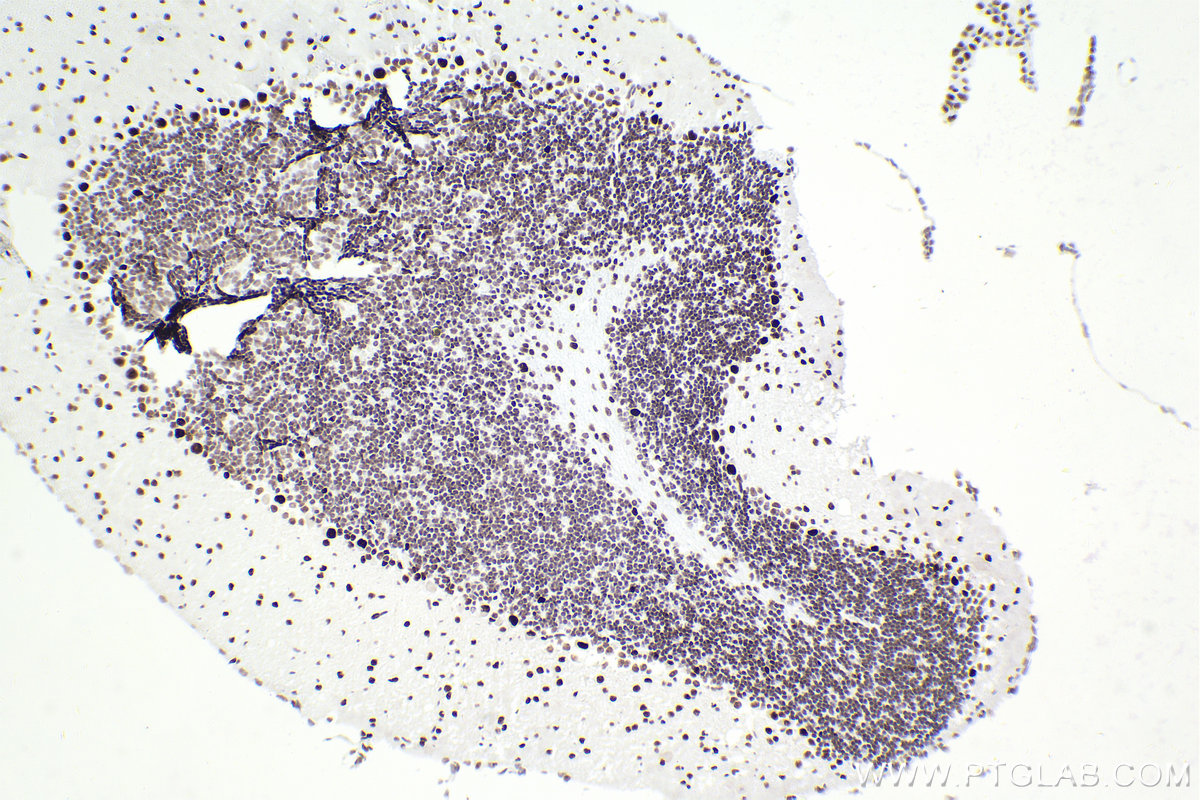 IHC staining of mouse cerebellum using 83310-2-RR