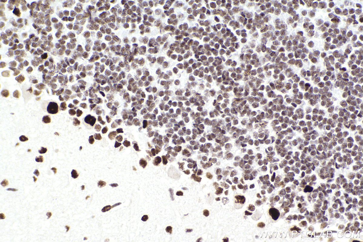 IHC staining of mouse cerebellum using 83310-2-RR