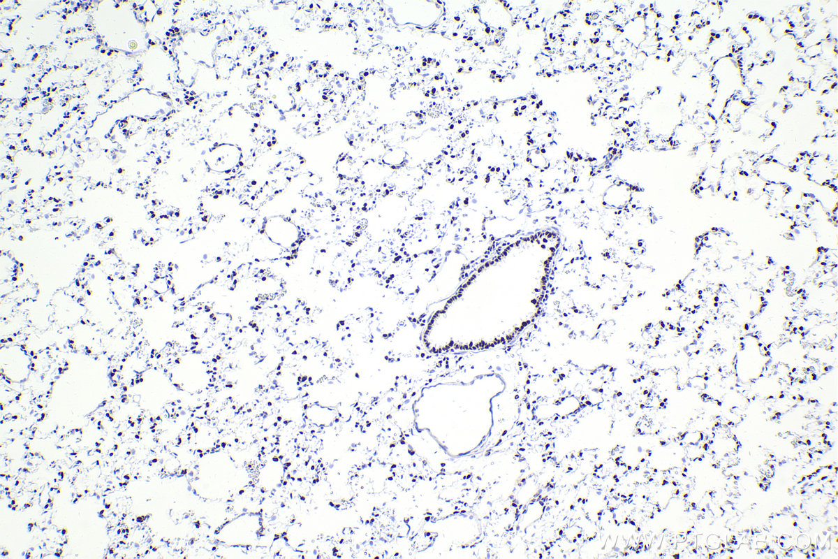 IHC staining of rat lung using 83310-2-RR