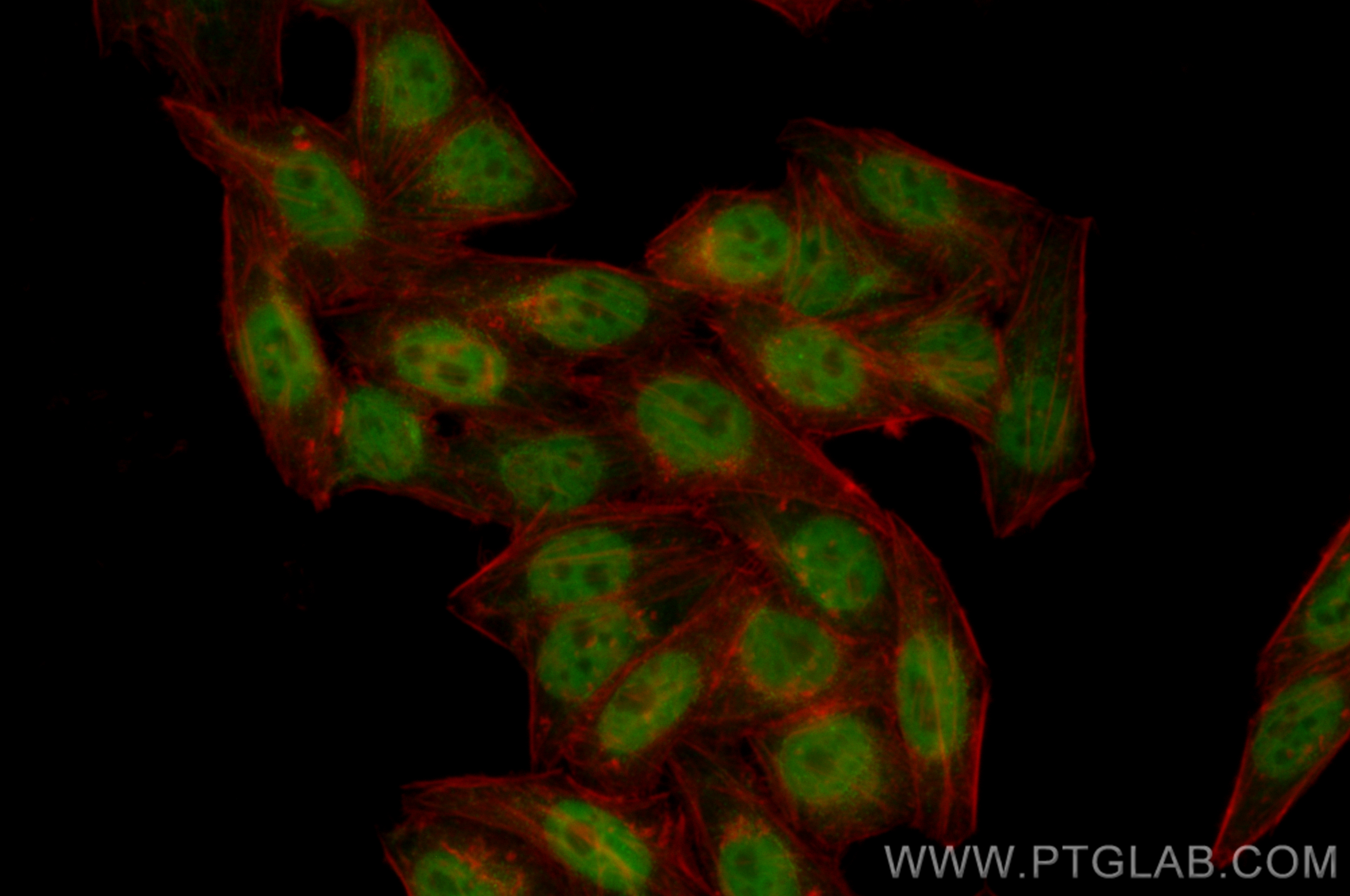 IF Staining of HepG2 using CL488-83310-2