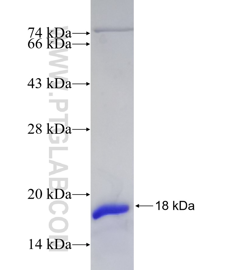 SMARCA4 fusion protein Ag17718 SDS-PAGE