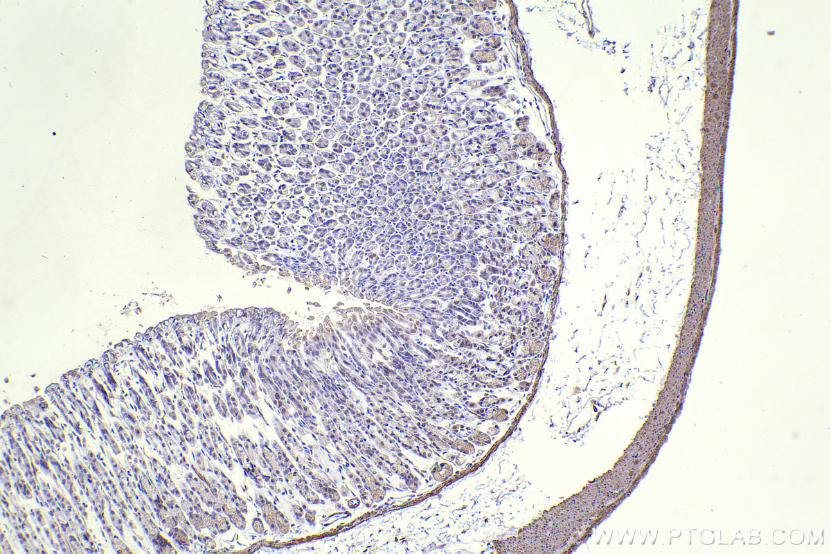 IHC staining of mouse stomach using 67979-1-Ig