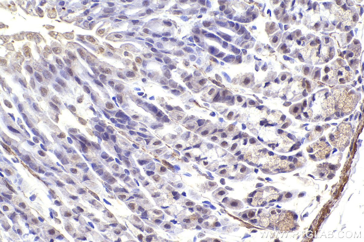 IHC staining of mouse stomach using 67979-1-Ig