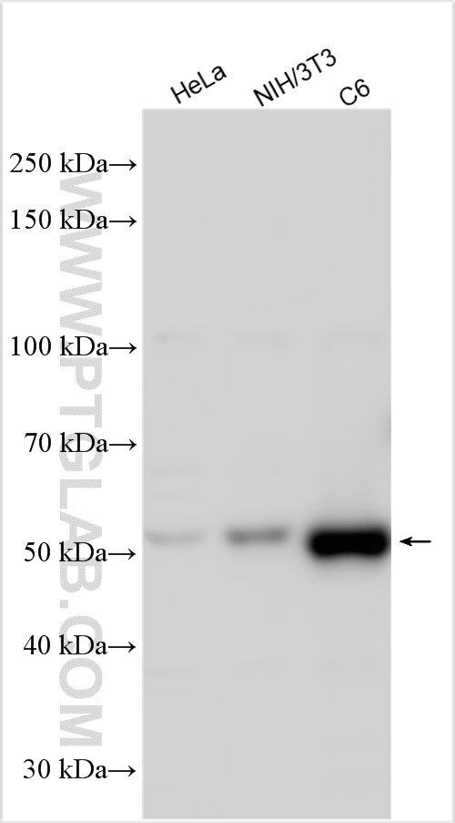 WB analysis using 12838-1-AP