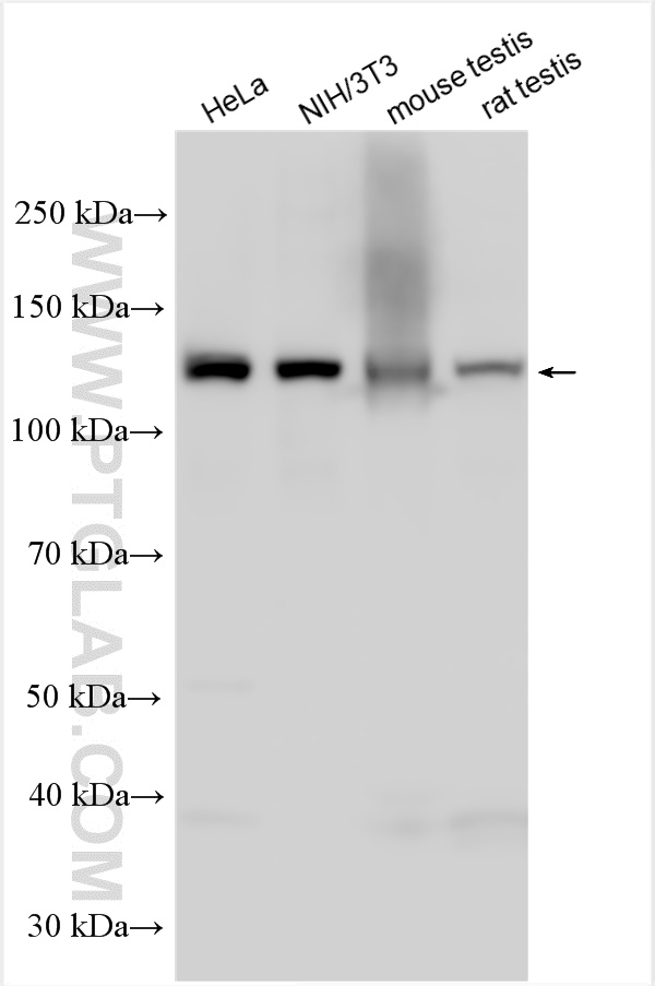 WB analysis using 14465-1-AP (same clone as 14465-1-PBS)