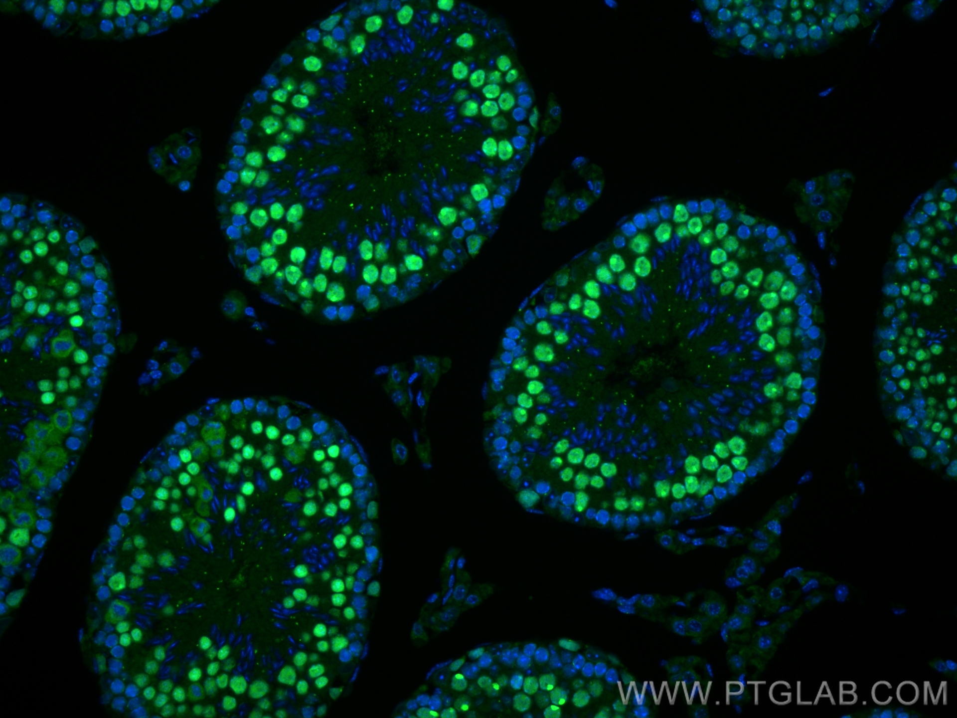 IF Staining of mouse testis using 83187-3-RR (same clone as 83187-3-PBS)