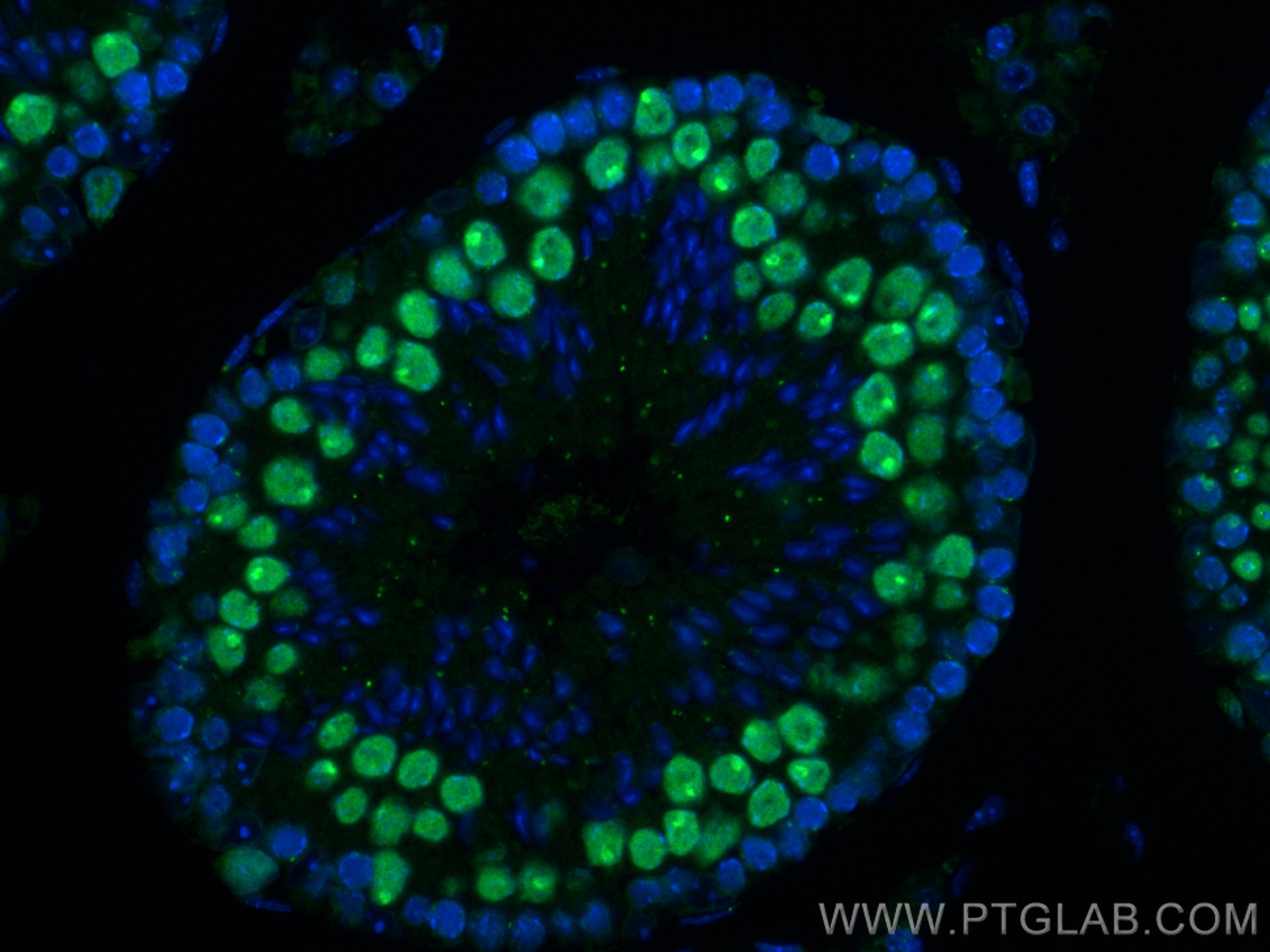 IF Staining of mouse testis using 83187-3-RR (same clone as 83187-3-PBS)