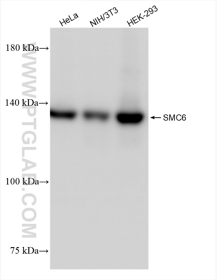 WB analysis using 83187-3-RR