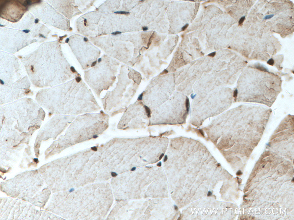 IHC staining of mouse skeletal muscle using 25589-1-AP