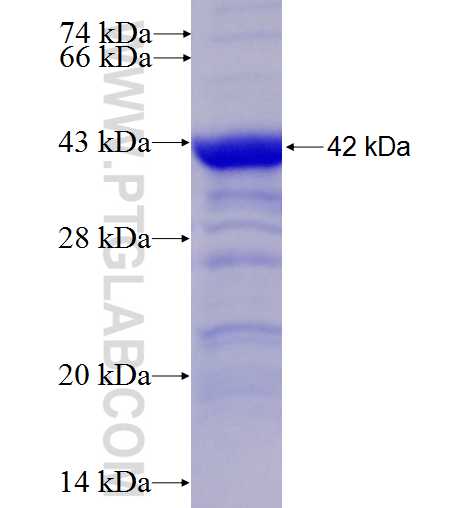 SMCR7,MID49 fusion protein Ag9503 SDS-PAGE