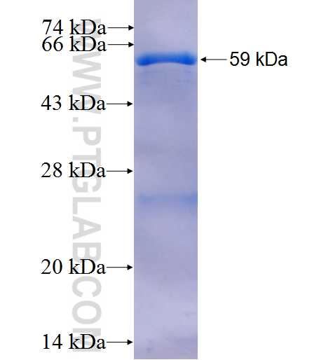 SMG7 fusion protein Ag25879 SDS-PAGE