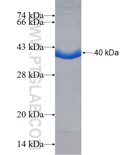 SMG7 fusion protein Ag25893 SDS-PAGE