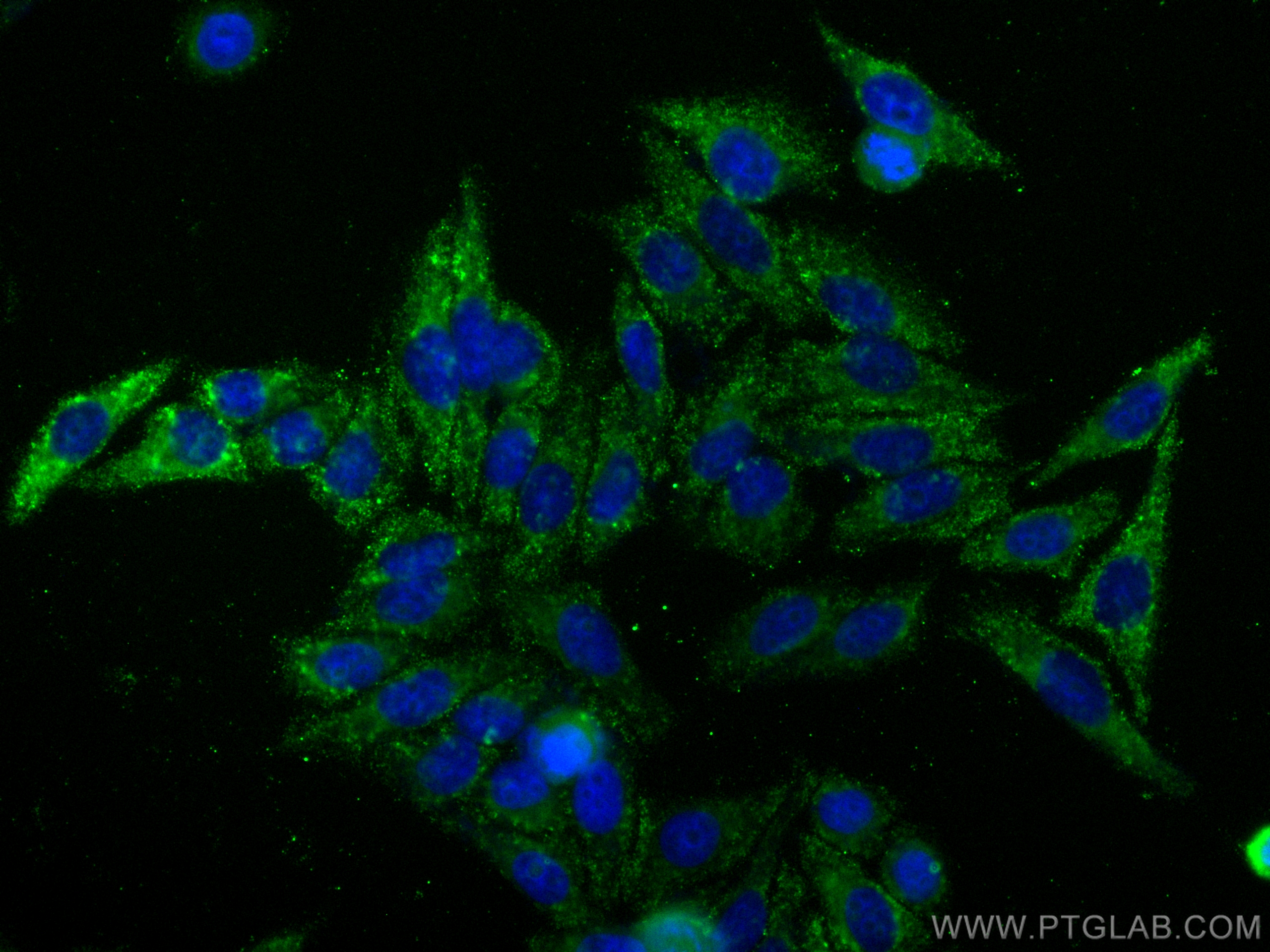 IF Staining of HepG2 using CL488-60255