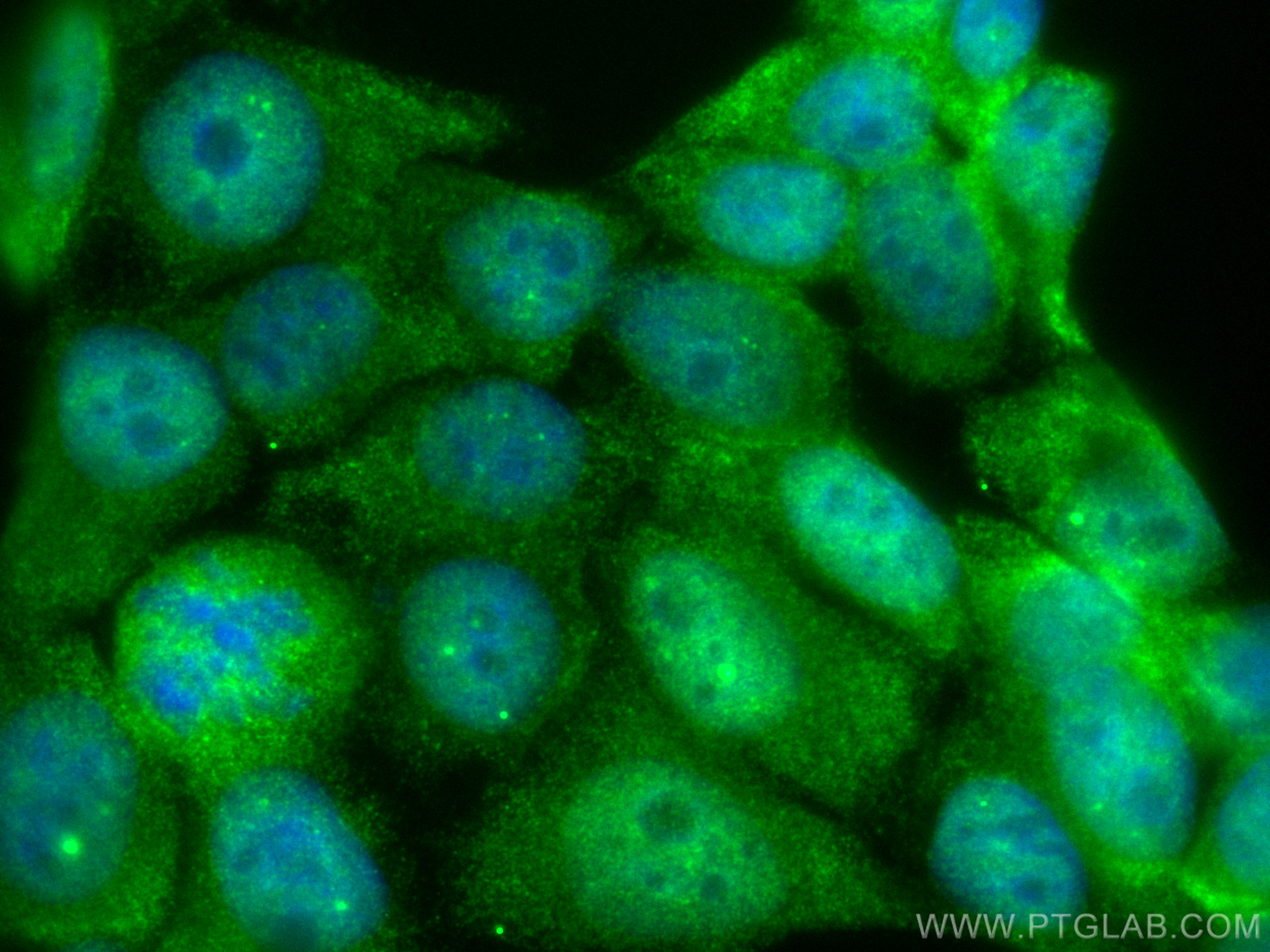 IF Staining of HepG2 using CL488-60154