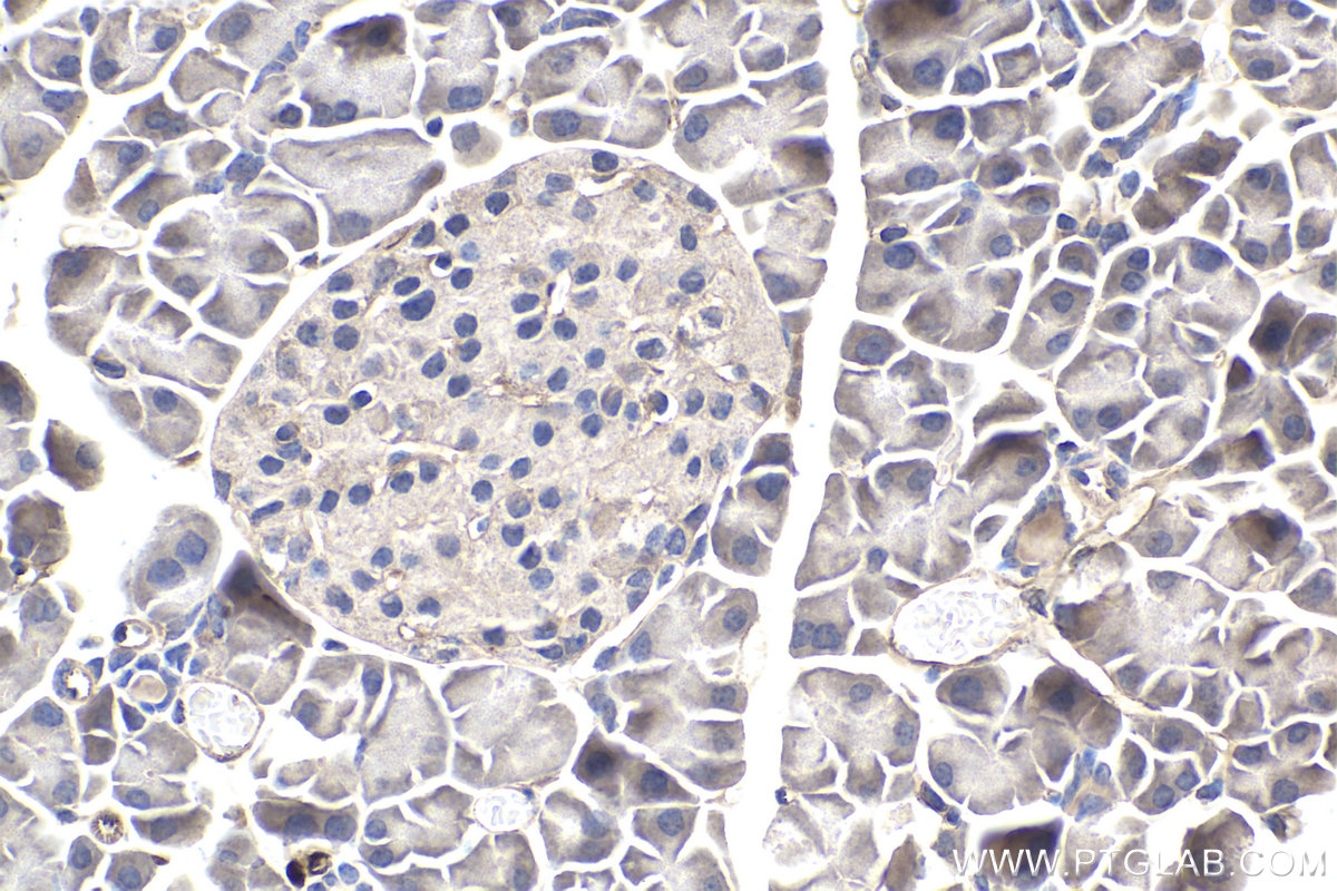 IHC staining of mouse pancreas using 60255-1-Ig (same clone as 60255-1-PBS)