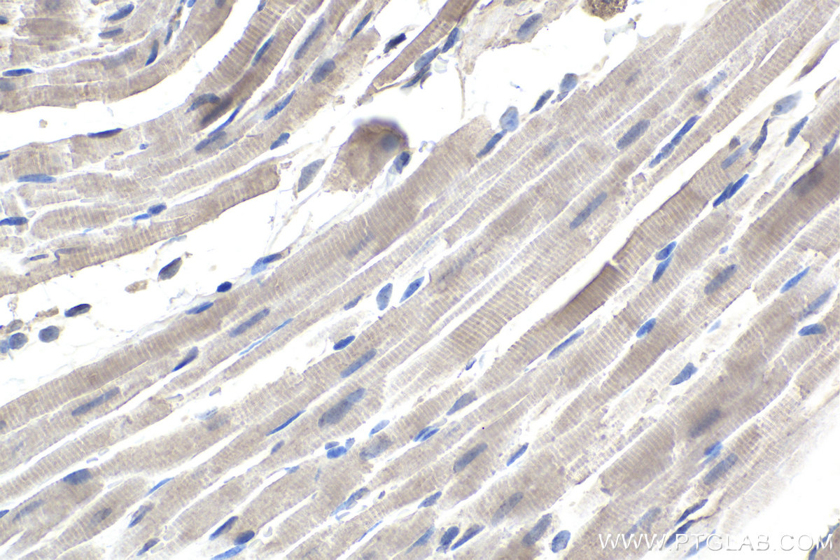 IHC staining of rat heart using 60255-1-Ig