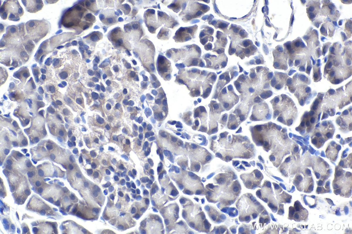 IHC staining of rat pancreas using 60255-1-Ig