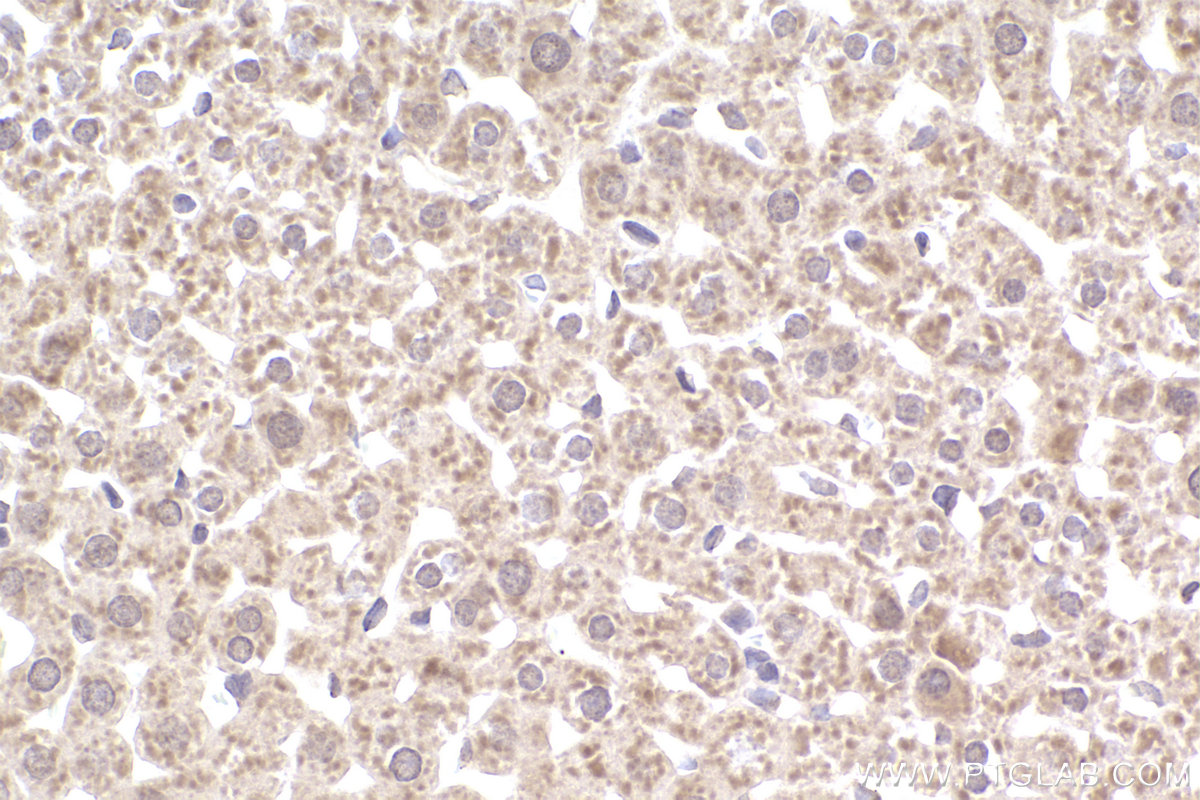 IHC staining of rat liver using 60154-2-Ig (same clone as 60154-2-PBS)