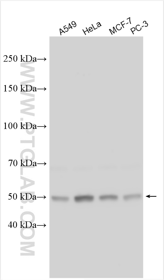 WB analysis using 15052-1-AP