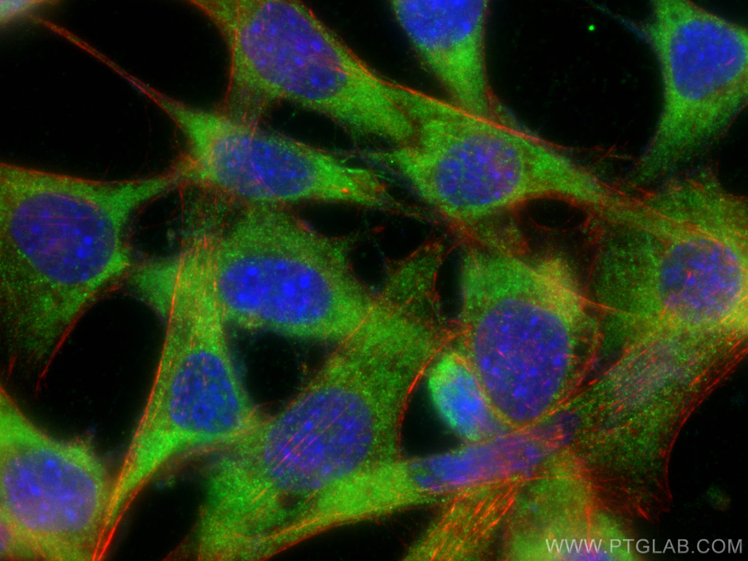 IF Staining of NIH/3T3 using 30197-1-AP